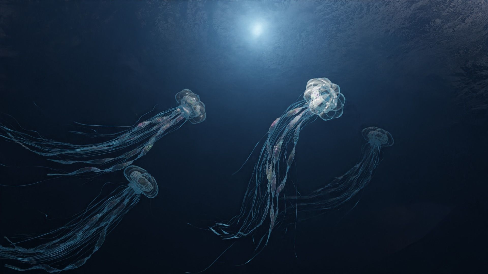 Jellyfish - Rigged 3D model_7