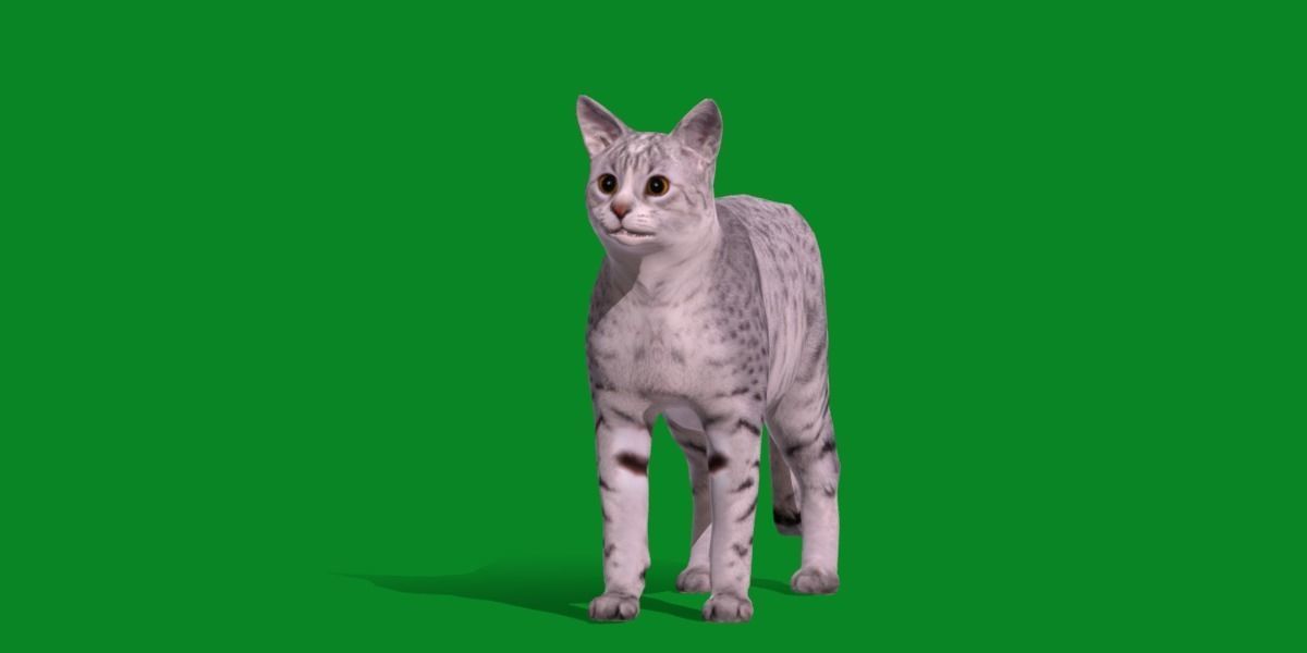 Egyptian Mau Cat Low-poly 3D model_17