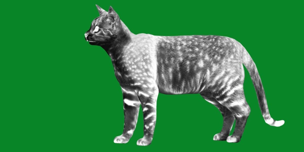 Egyptian Mau Cat Low-poly 3D model_4