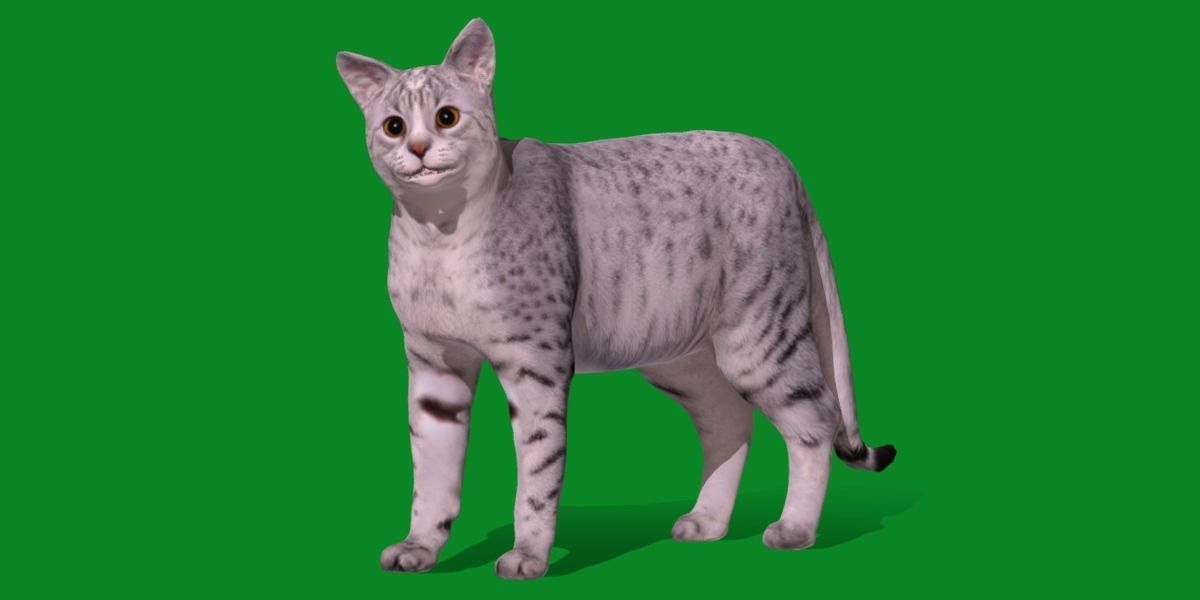 Egyptian Mau Cat Low-poly 3D model_27