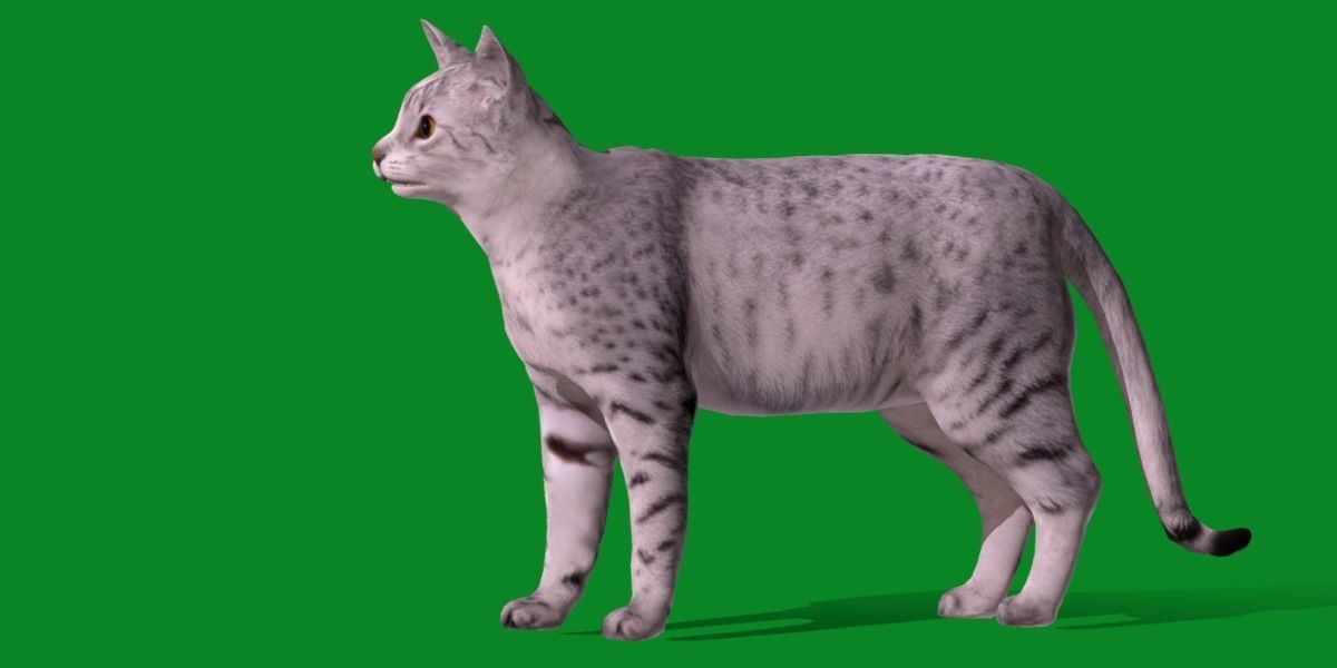 Egyptian Mau Cat Low-poly 3D model_24