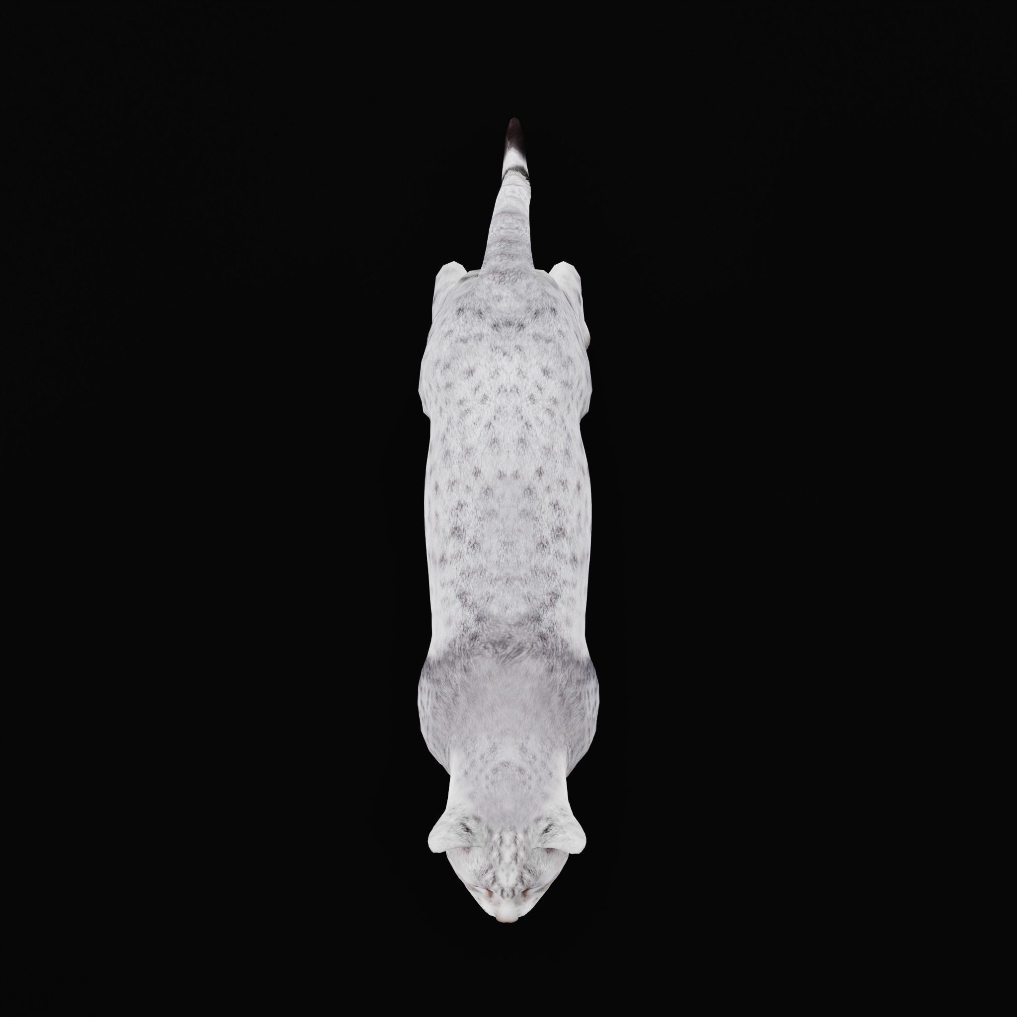 Egyptian Mau Cat Low-poly 3D model_31