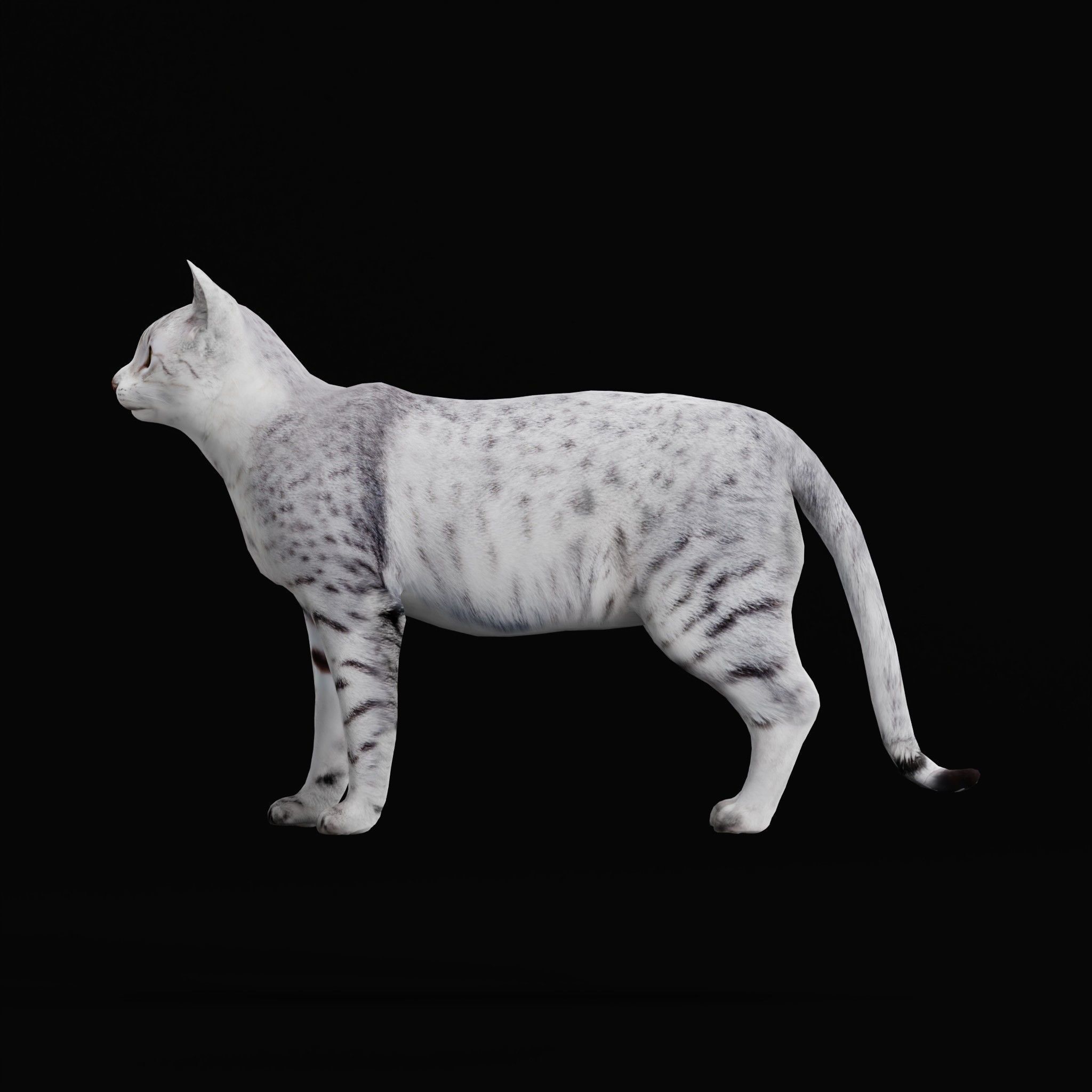 Egyptian Mau Cat Low-poly 3D model_30
