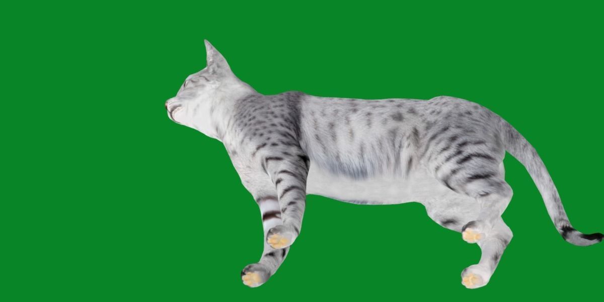 Egyptian Mau Cat Low-poly 3D model_6