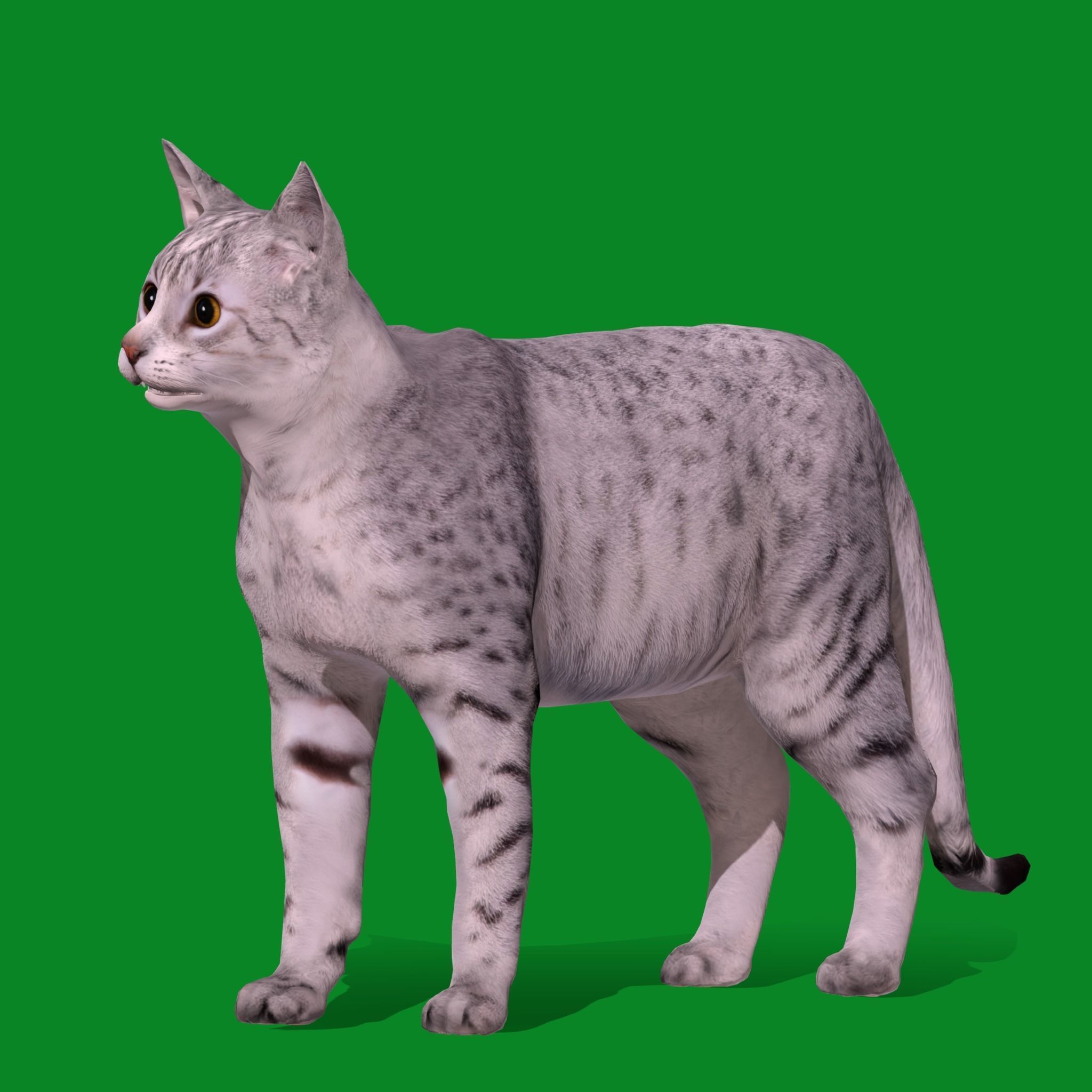 Egyptian Mau Cat Low-poly 3D model_19