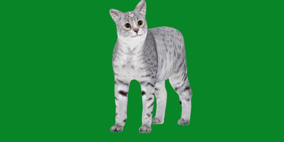 Egyptian Mau Cat Low-poly 3D model_23