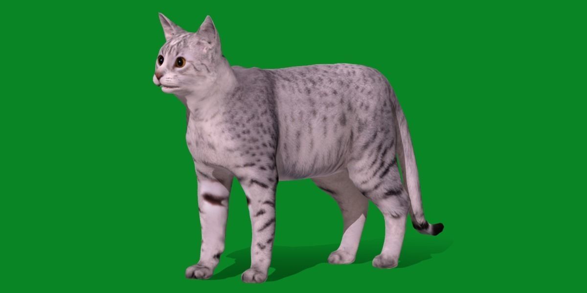 Egyptian Mau Cat Low-poly 3D model_3