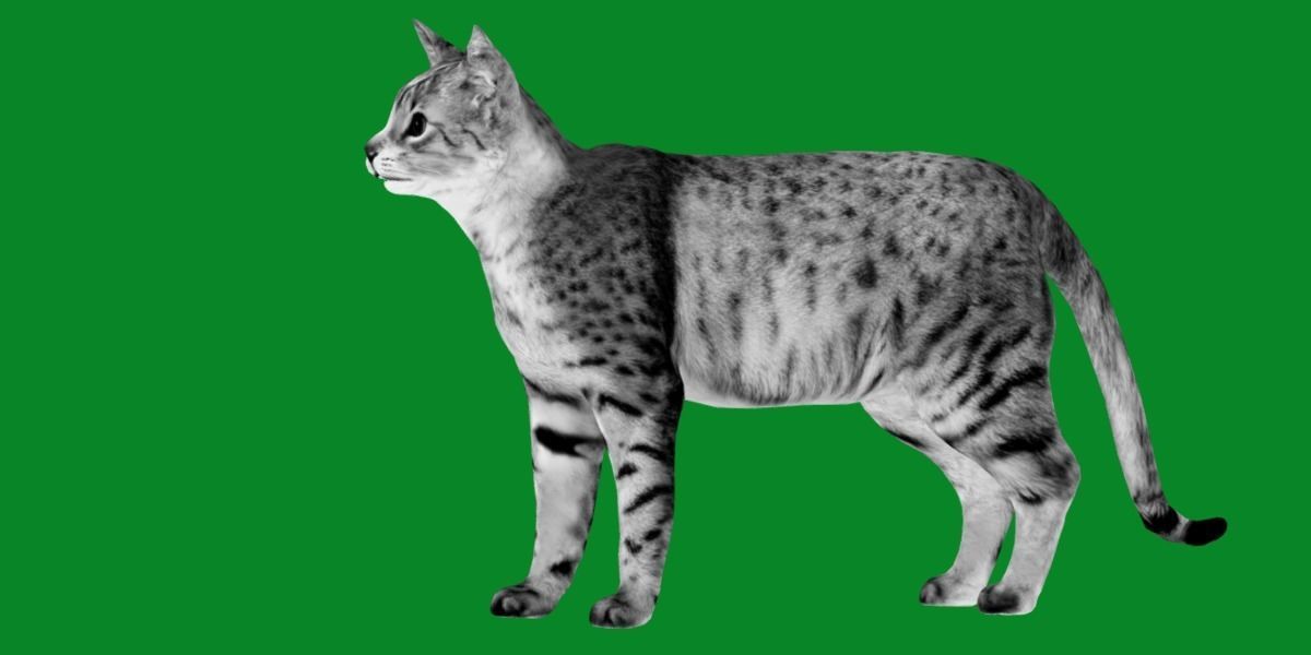 Egyptian Mau Cat Low-poly 3D model_5