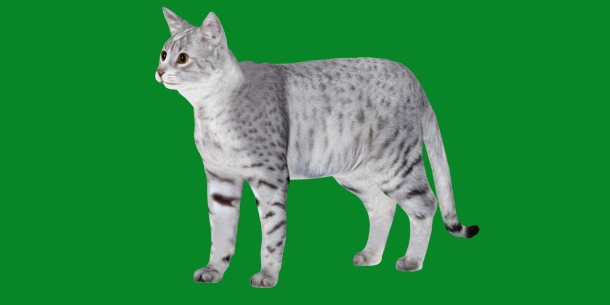 Egyptian Mau Cat Low-poly 3D model_22