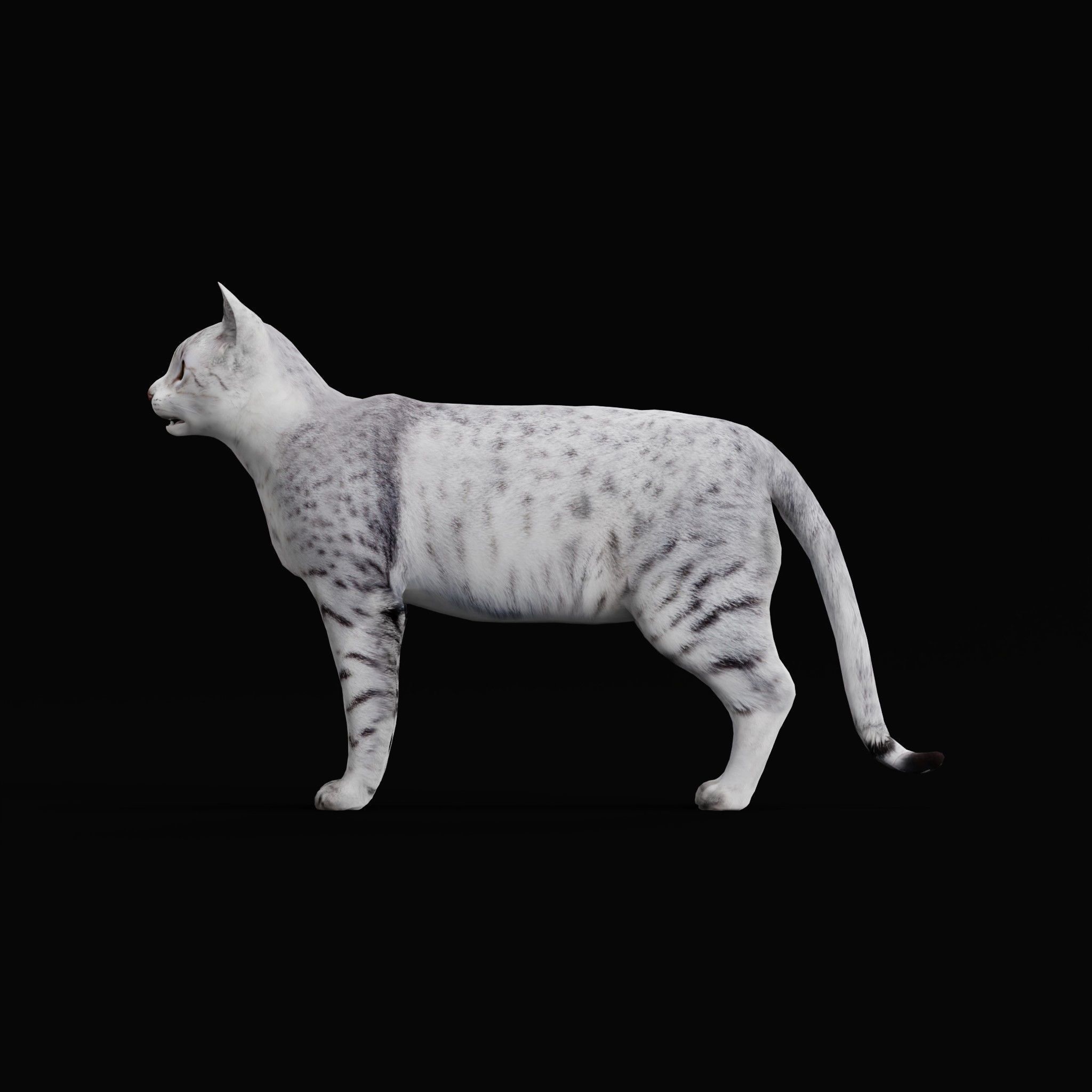 Egyptian Mau Cat Low-poly 3D model_32
