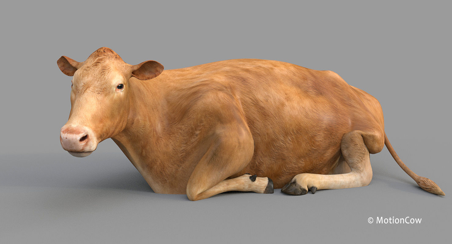 Cow PRO - 3 in 1 Bundle 3D model_29