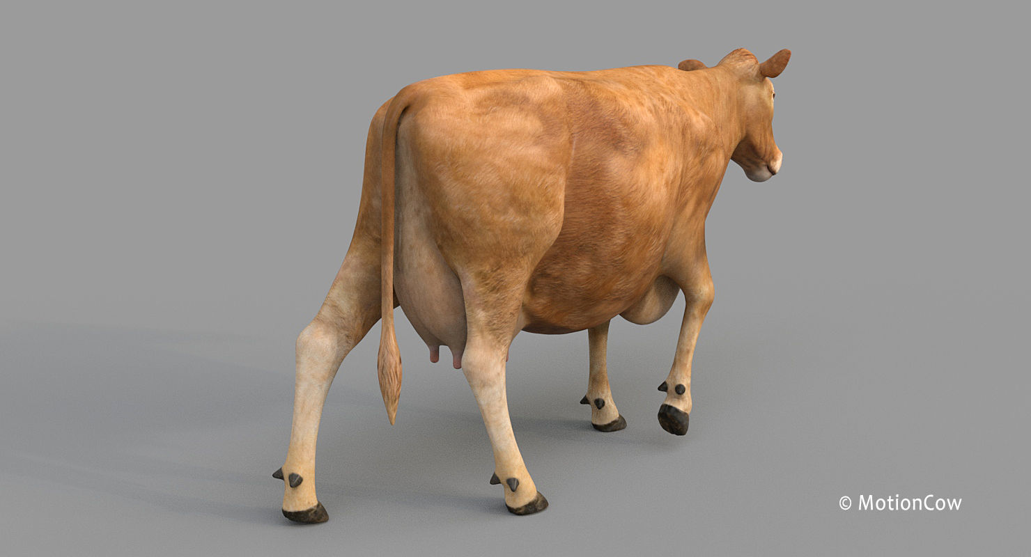 Cow PRO - 3 in 1 Bundle 3D model_11