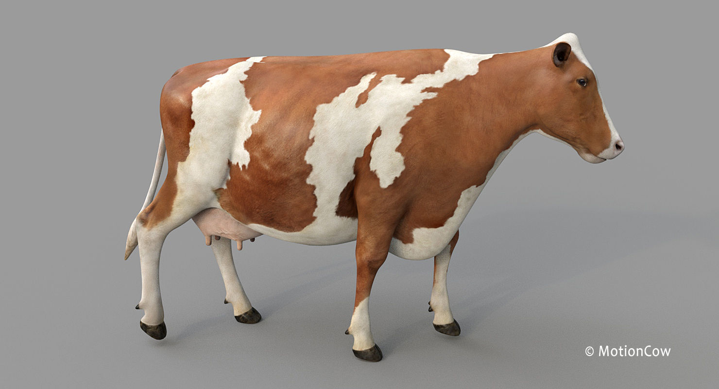 Cow PRO - 3 in 1 Bundle 3D model_9