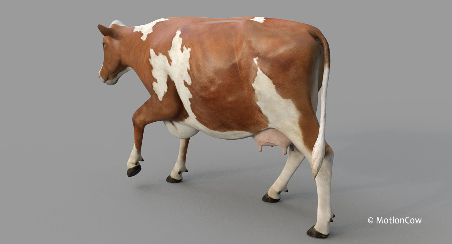 Cow PRO - 3 in 1 Bundle 3D model_27