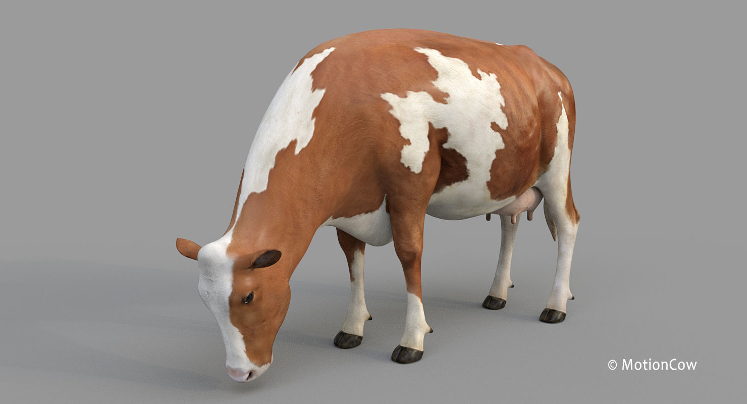 Cow PRO - 3 in 1 Bundle 3D model_39