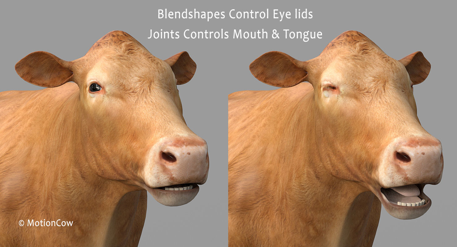 Cow PRO - 3 in 1 Bundle 3D model_20