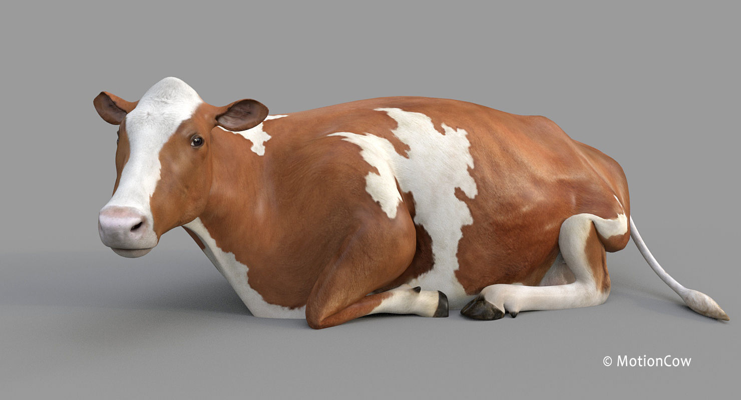 Cow PRO - 3 in 1 Bundle 3D model_30