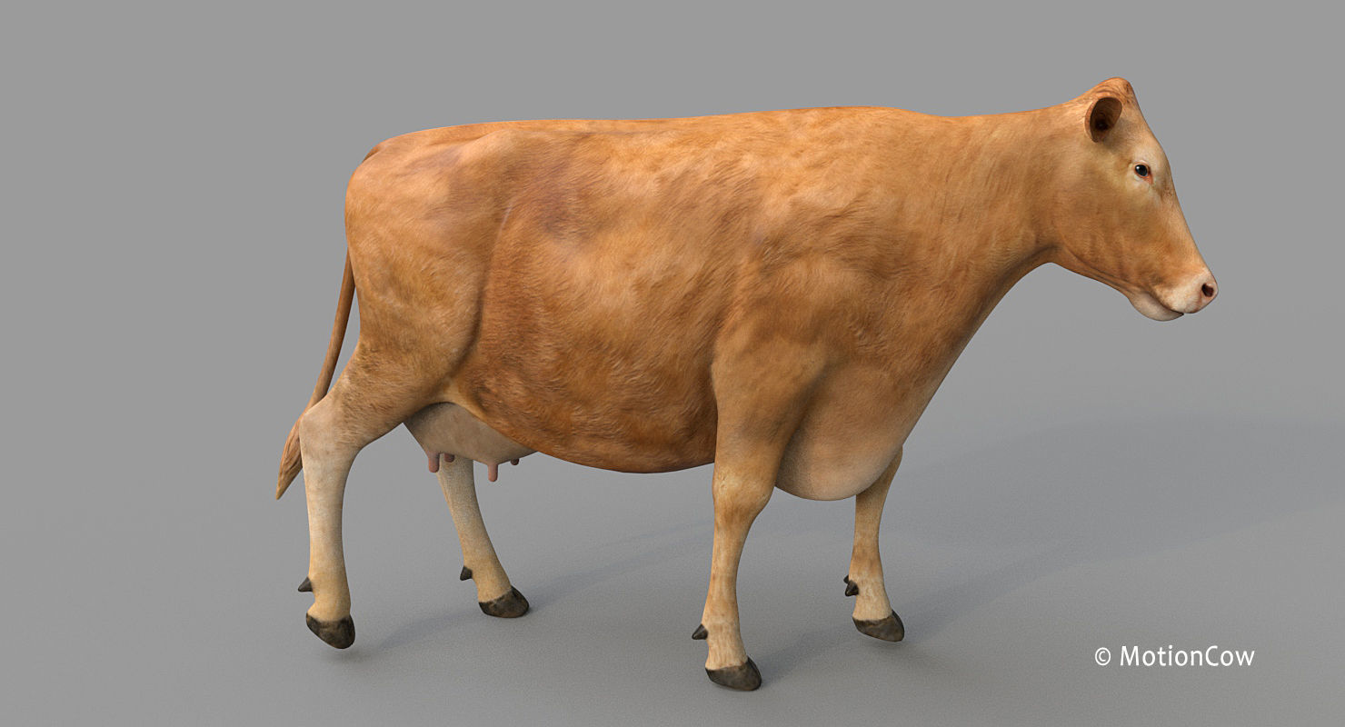 Cow PRO - 3 in 1 Bundle 3D model_8