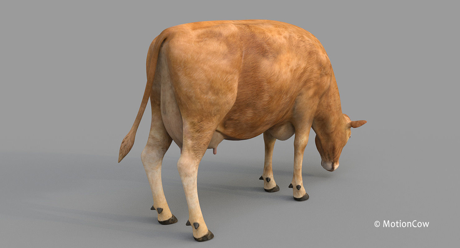 Cow PRO - 3 in 1 Bundle 3D model_35