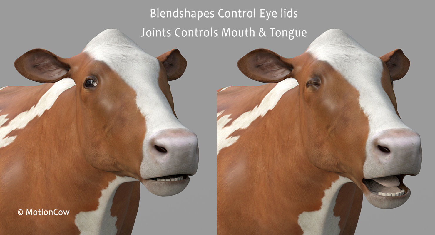 Cow PRO - 3 in 1 Bundle 3D model_21