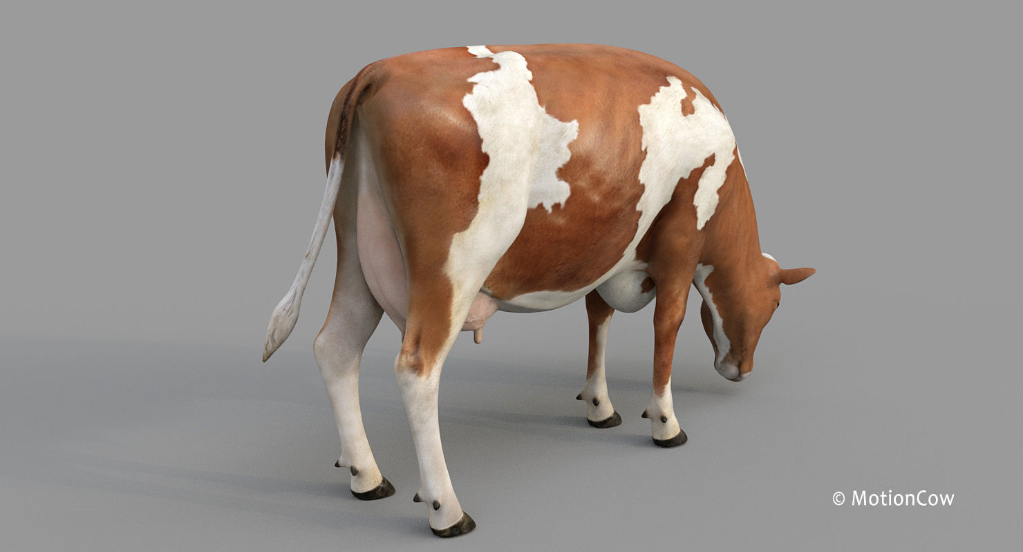 Cow PRO - 3 in 1 Bundle 3D model_36