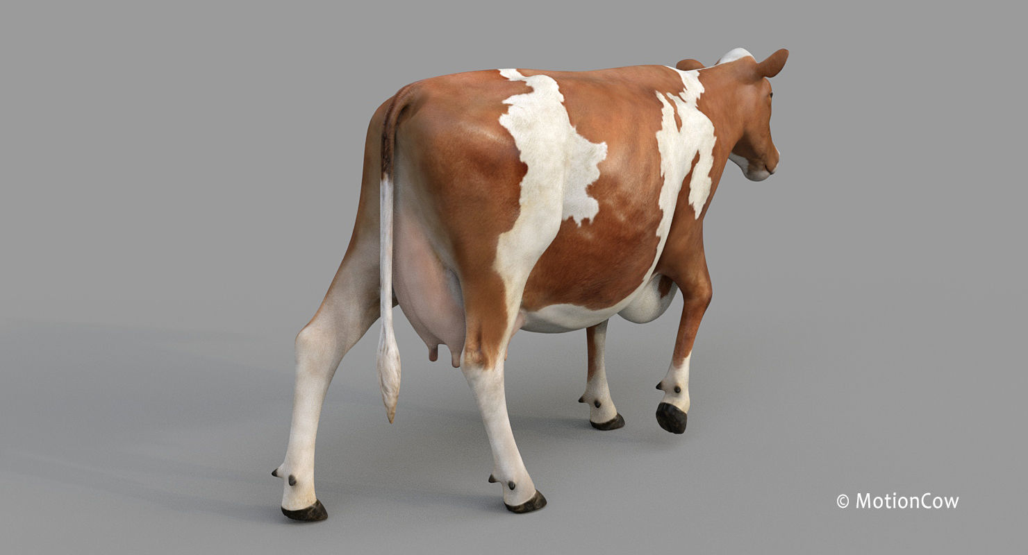 Cow PRO - 3 in 1 Bundle 3D model_12