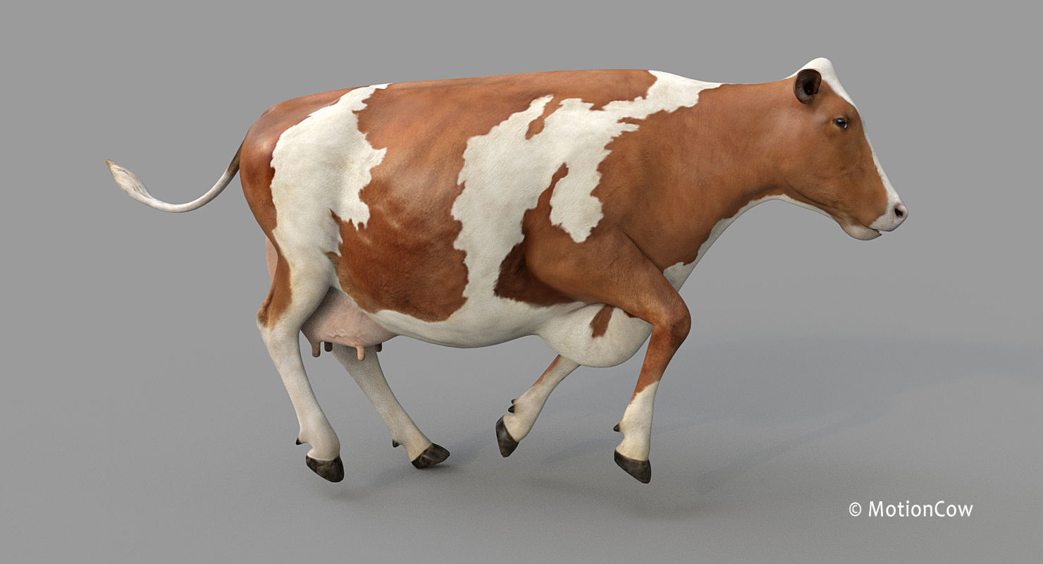 Cow PRO - 3 in 1 Bundle 3D model_24