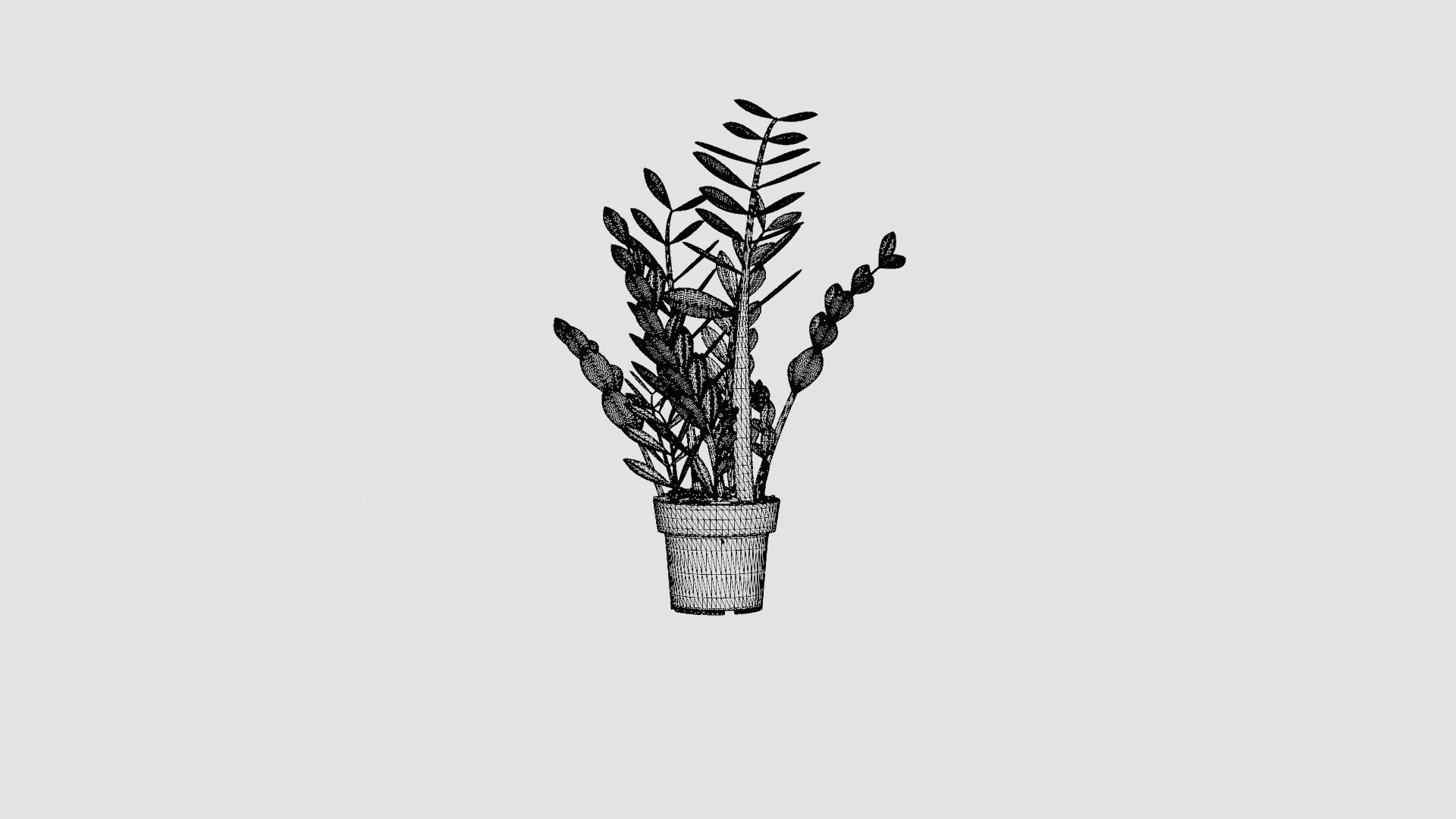 Zamioculcas zamiifolia Low-poly 3D model_6