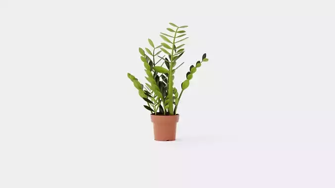 Zamioculcas zamiifolia Low-poly 3D model
