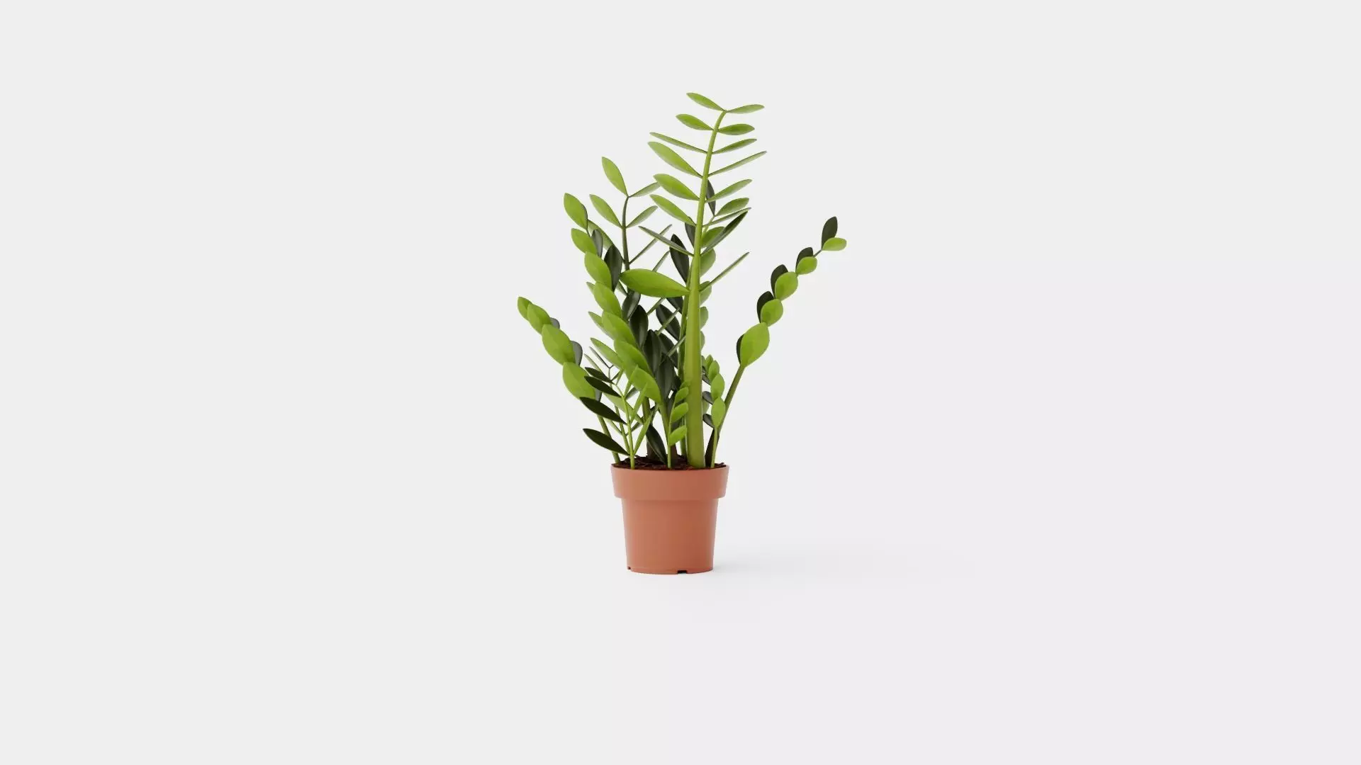 Zamioculcas zamiifolia Low-poly 3D model_0