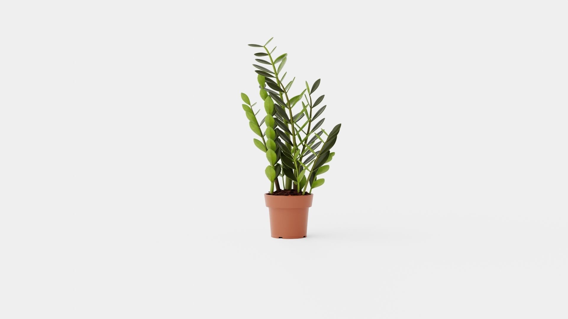 Zamioculcas zamiifolia Low-poly 3D model_3