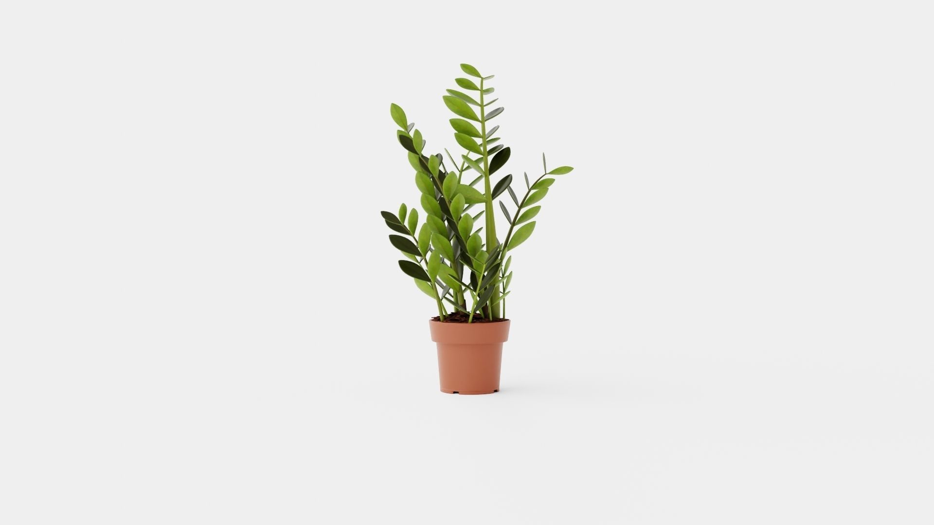 Zamioculcas zamiifolia Low-poly 3D model_1
