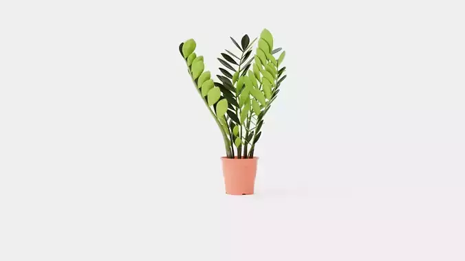Zamioculcas zamiifolia Low-poly 3D model