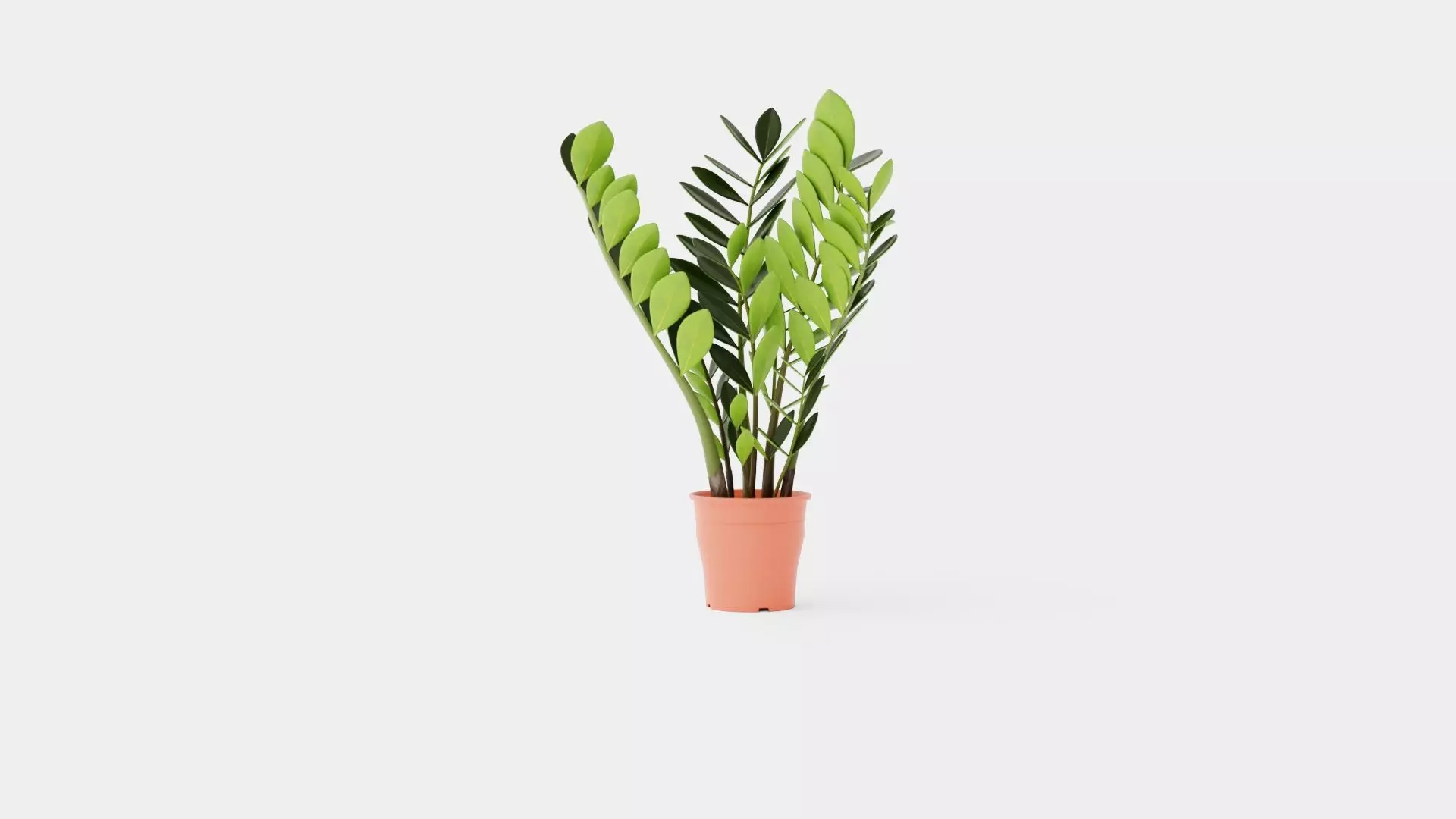 Zamioculcas zamiifolia Low-poly 3D model_0