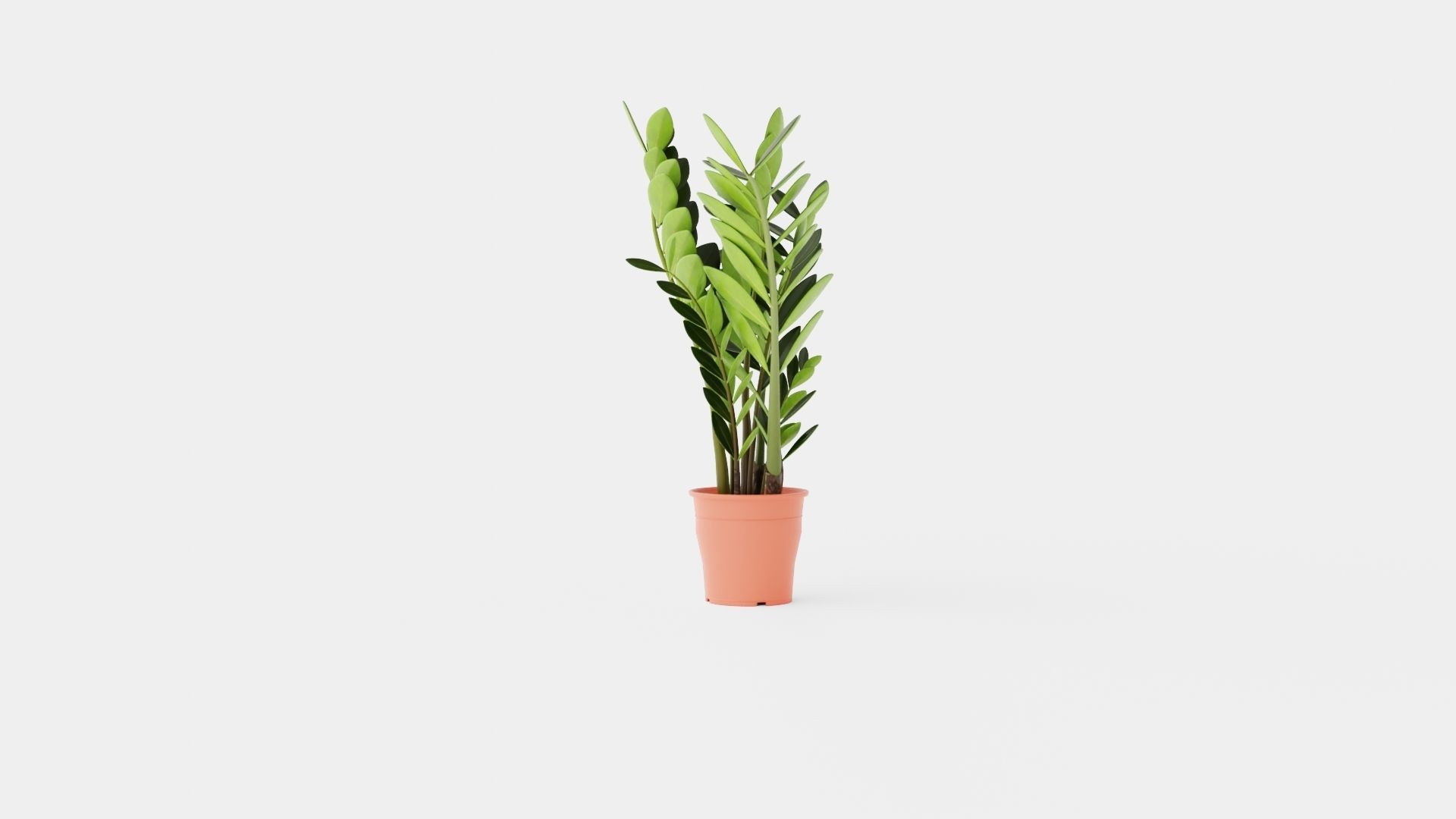 Zamioculcas zamiifolia Low-poly 3D model_2