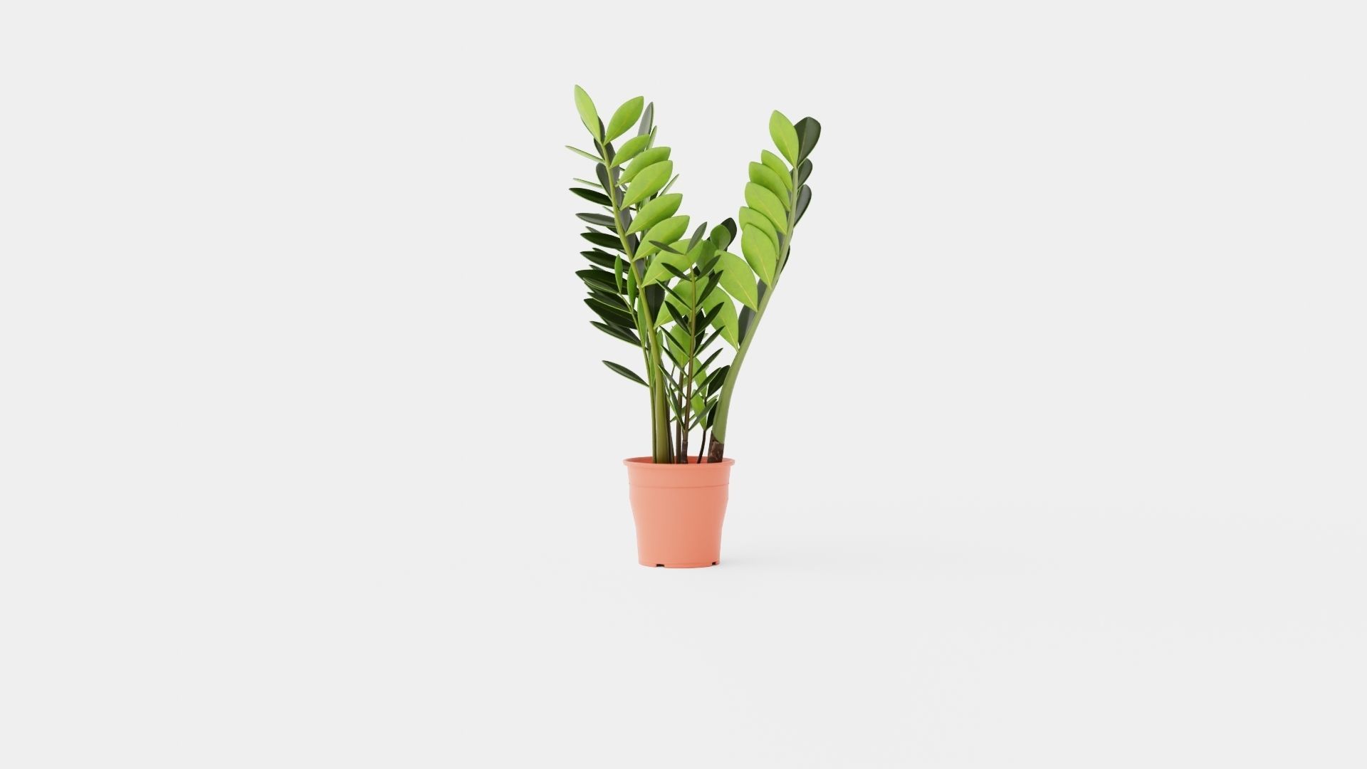 Zamioculcas zamiifolia Low-poly 3D model_3