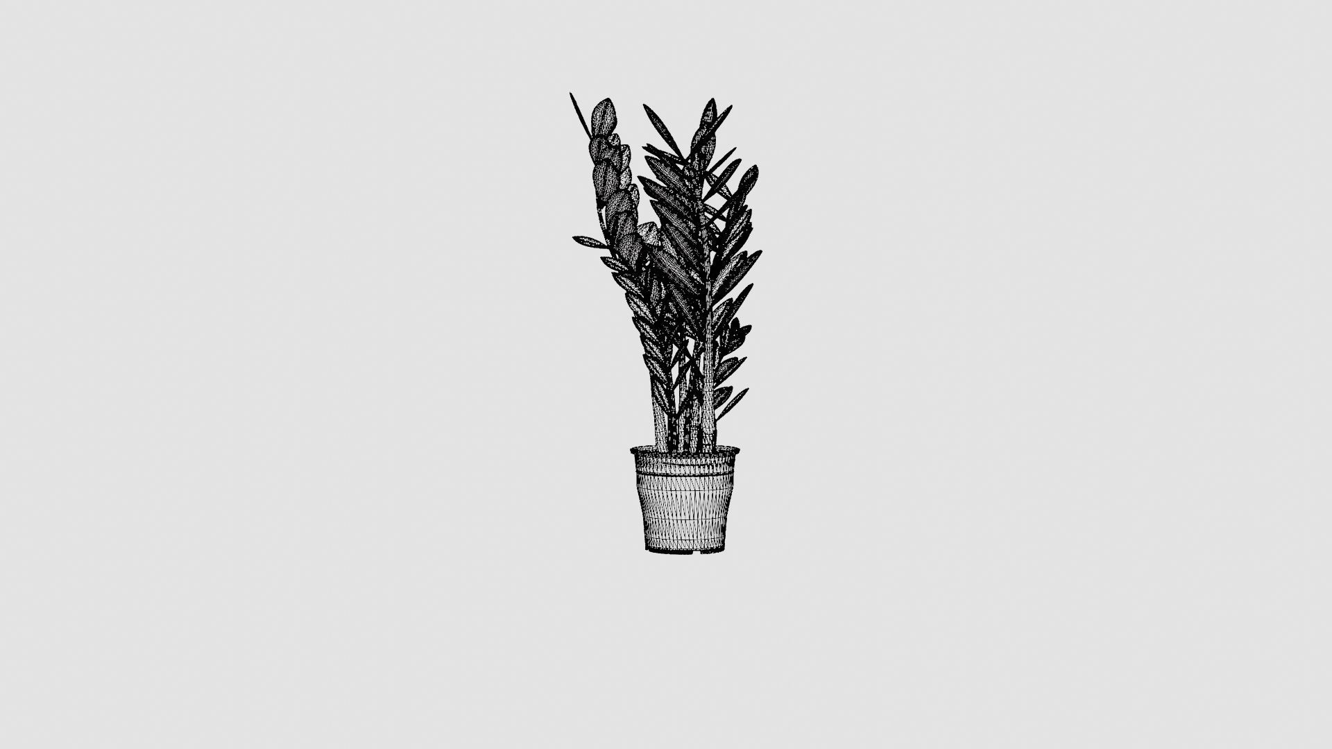 Zamioculcas zamiifolia Low-poly 3D model_8