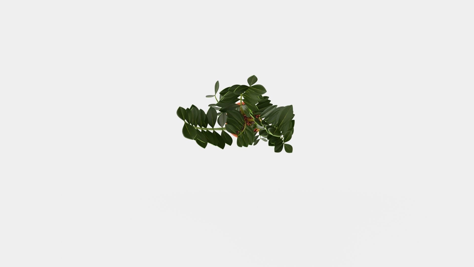 Zamioculcas zamiifolia Low-poly 3D model_5