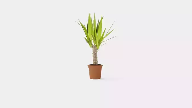 Yucca elephantipes single stem Low-poly 3D model