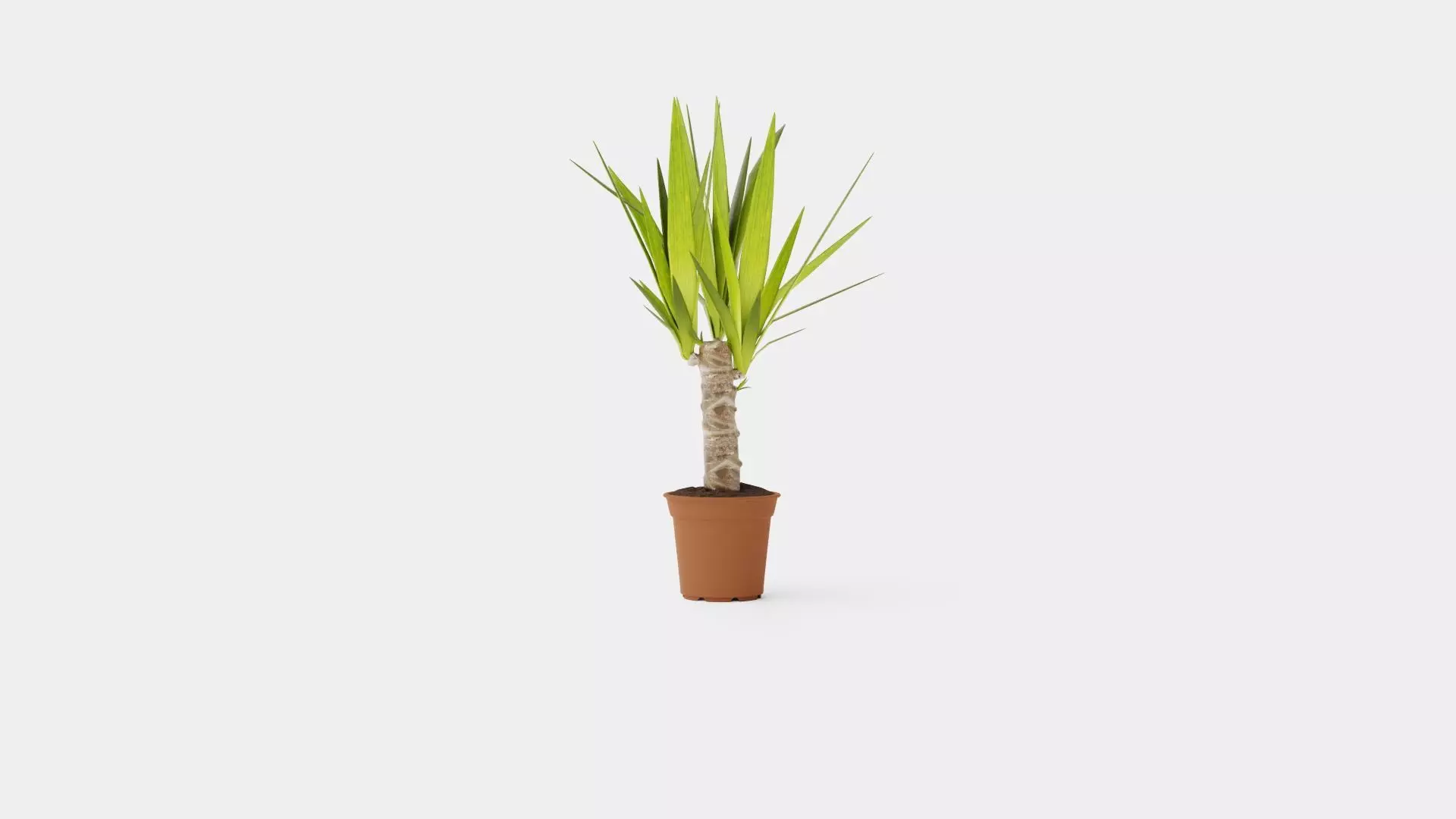 Yucca elephantipes single stem Low-poly 3D model_0