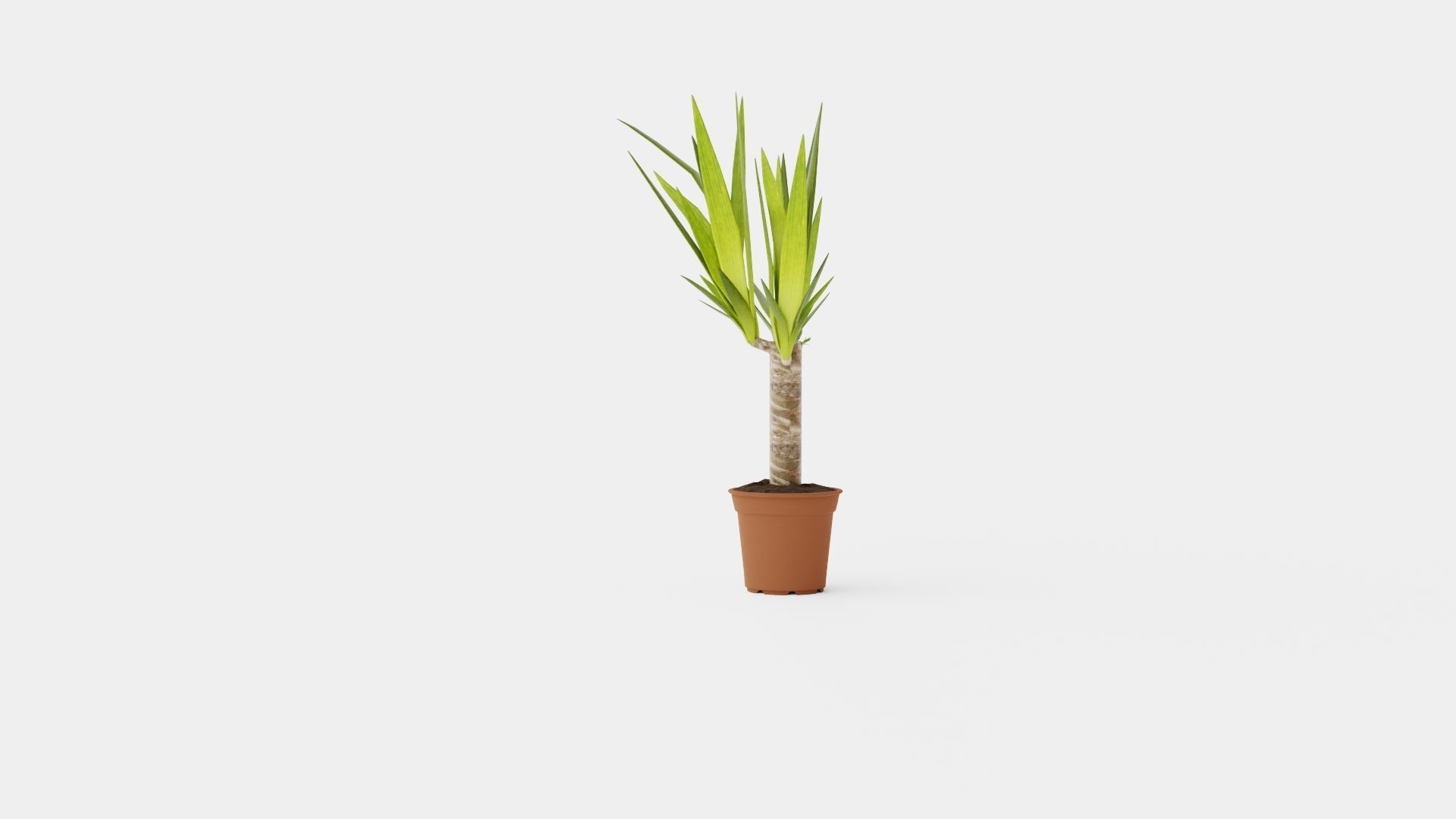 Yucca elephantipes single stem Low-poly 3D model_2
