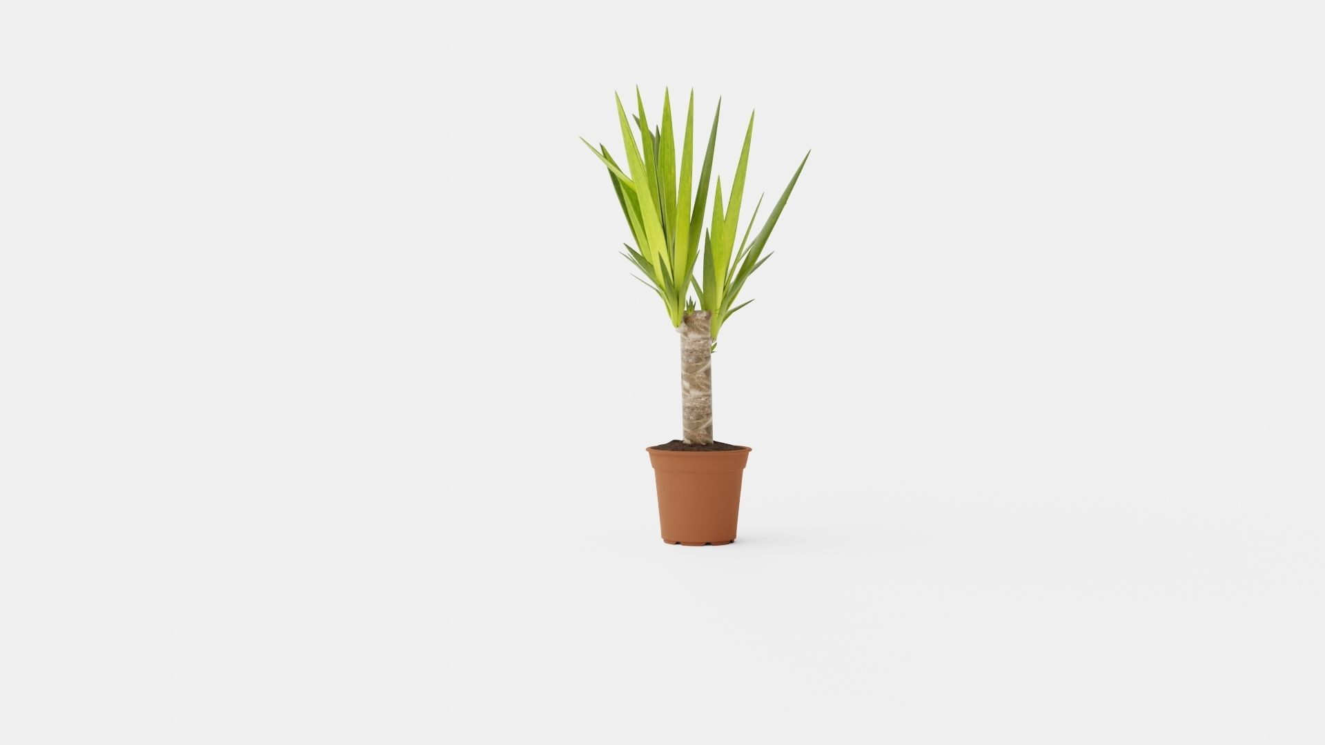 Yucca elephantipes single stem Low-poly 3D model_1