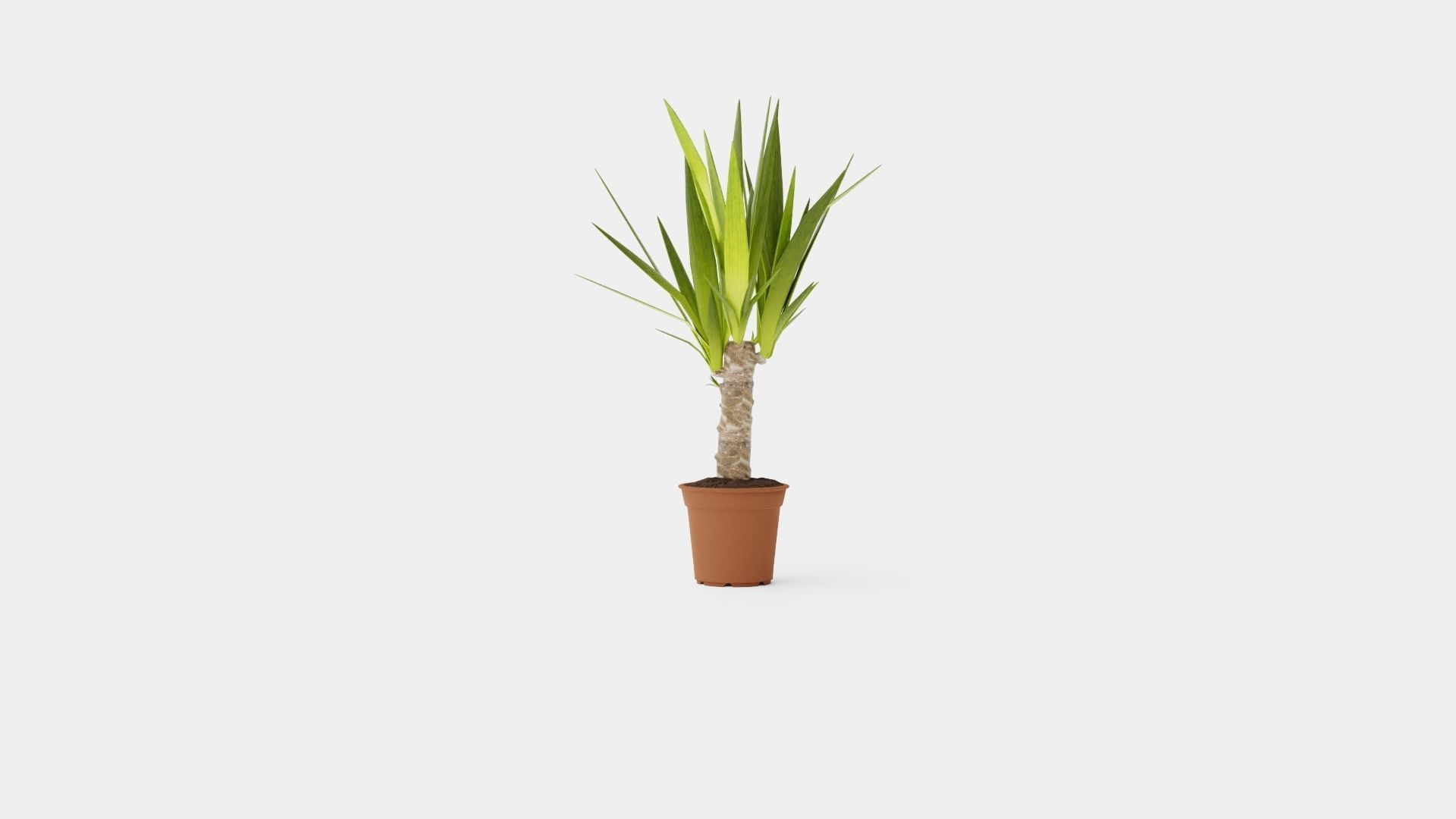 Yucca elephantipes single stem Low-poly 3D model_4