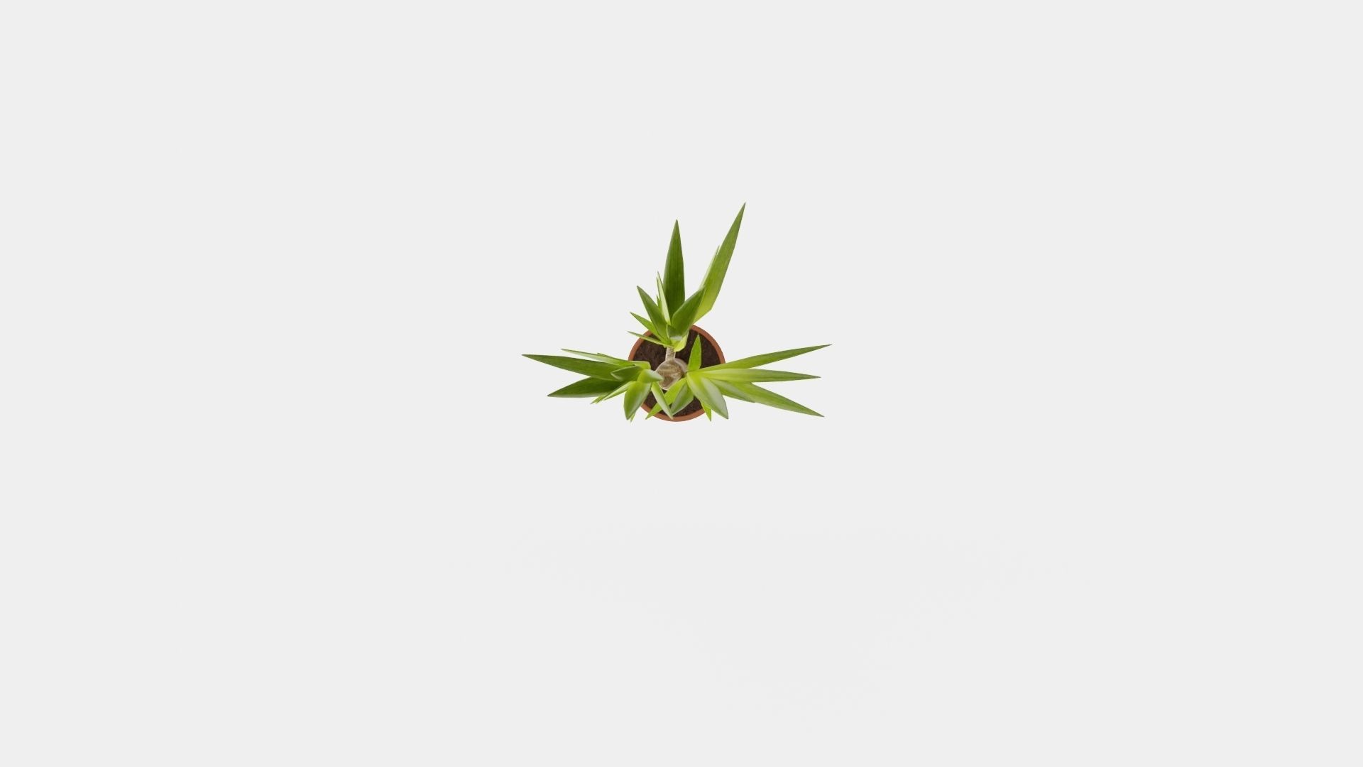 Yucca elephantipes single stem Low-poly 3D model_5