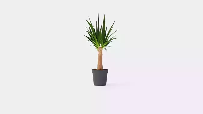 Yucca elephantipes Bottle Low-poly 3D model