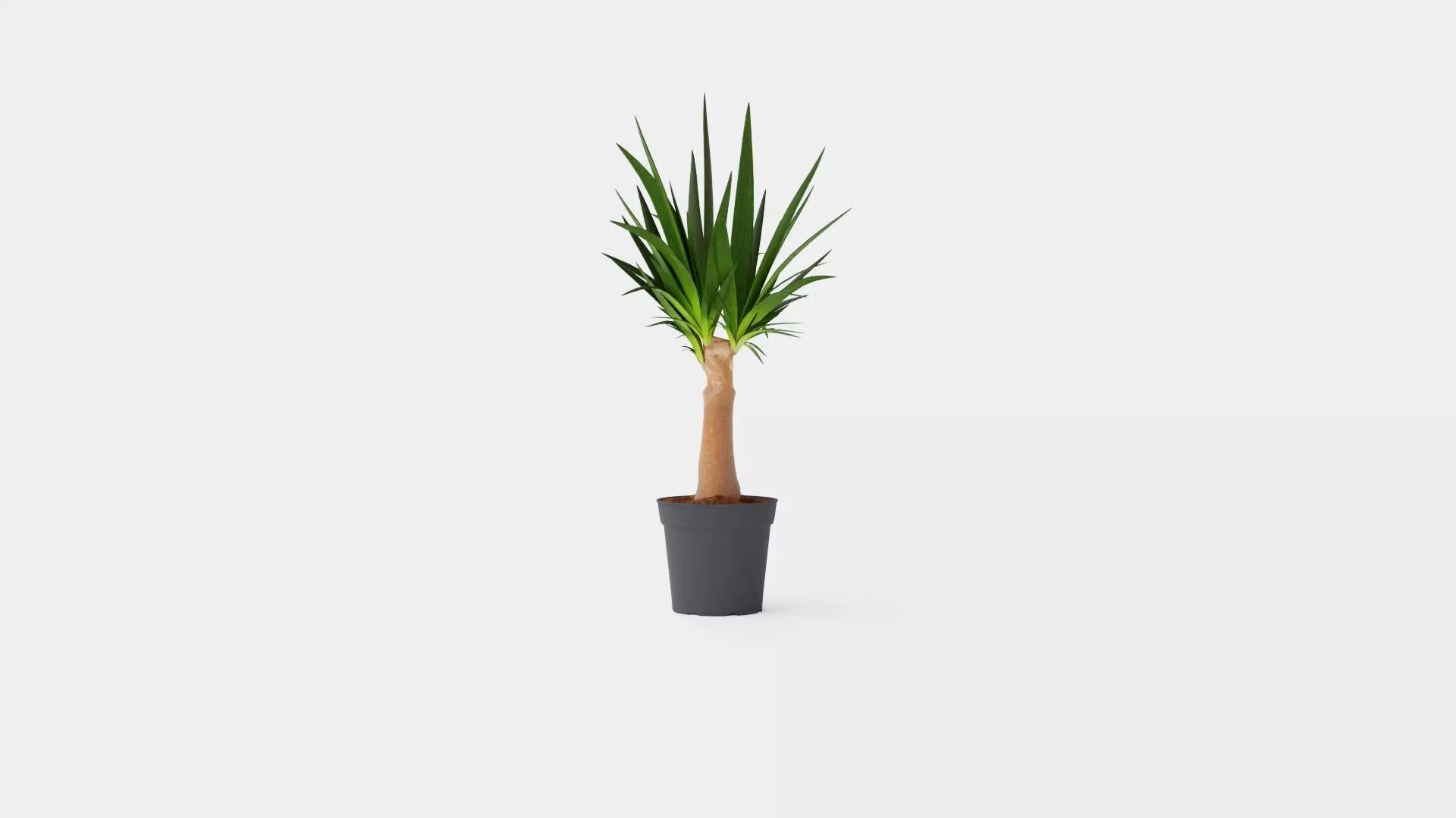 Yucca elephantipes Bottle Low-poly 3D model_0