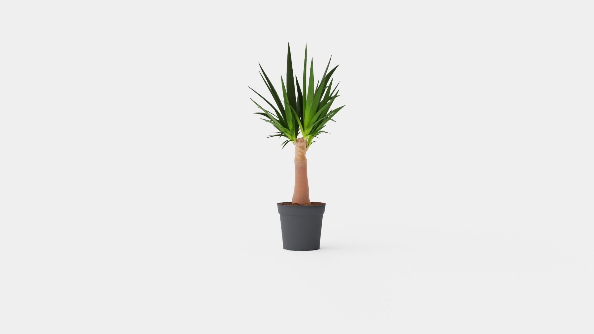 Yucca elephantipes Bottle Low-poly 3D model_4