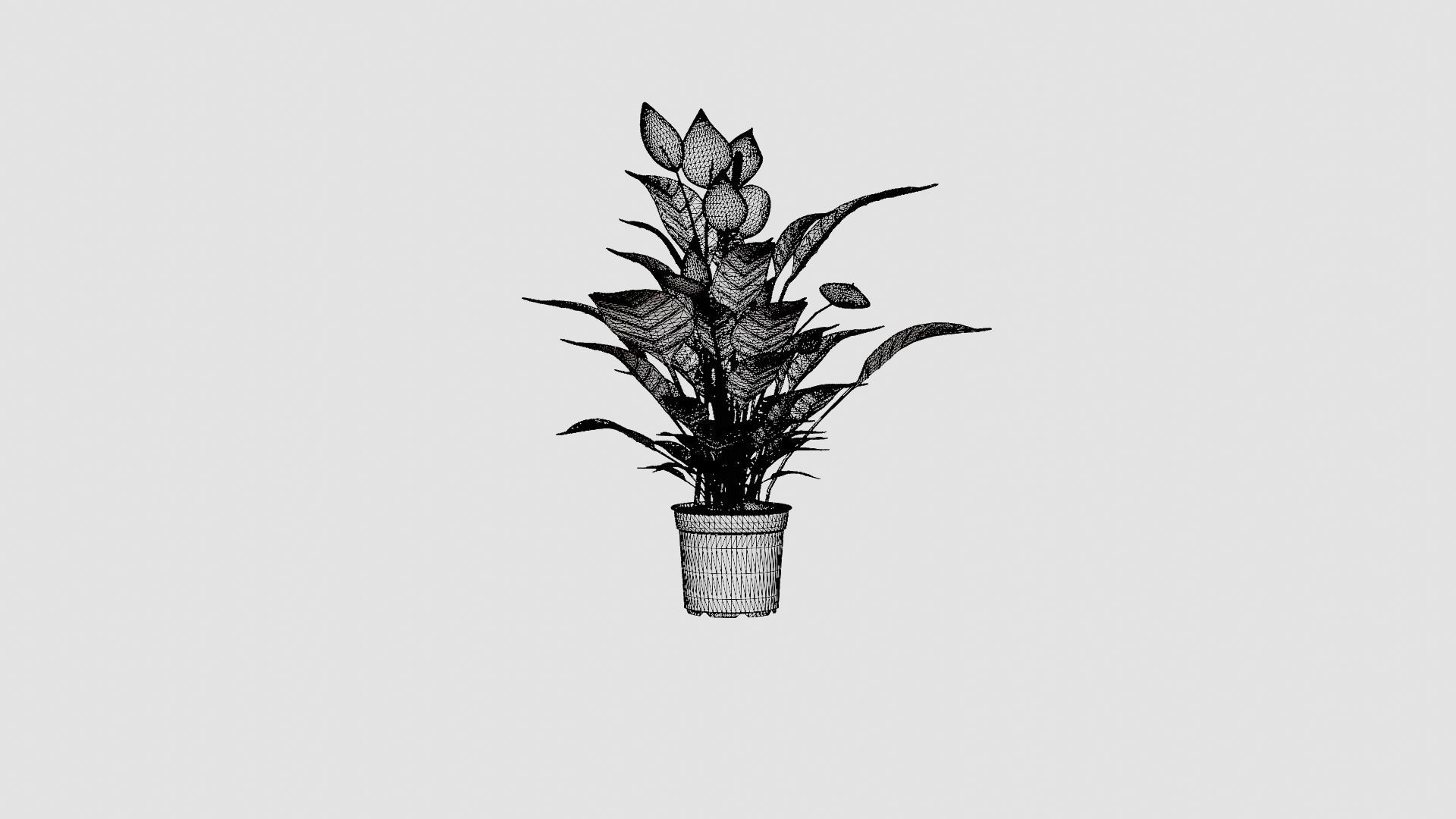 Spathiphyllum Verdi Low-poly 3D model_7