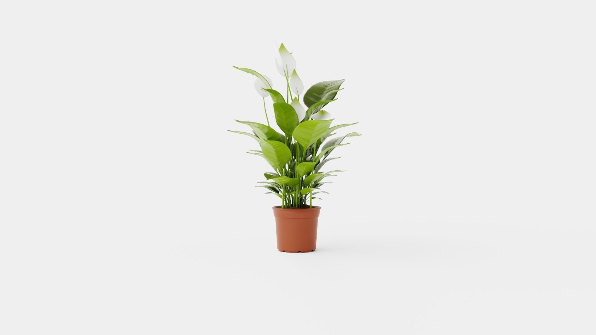 Spathiphyllum Verdi Low-poly 3D model_2