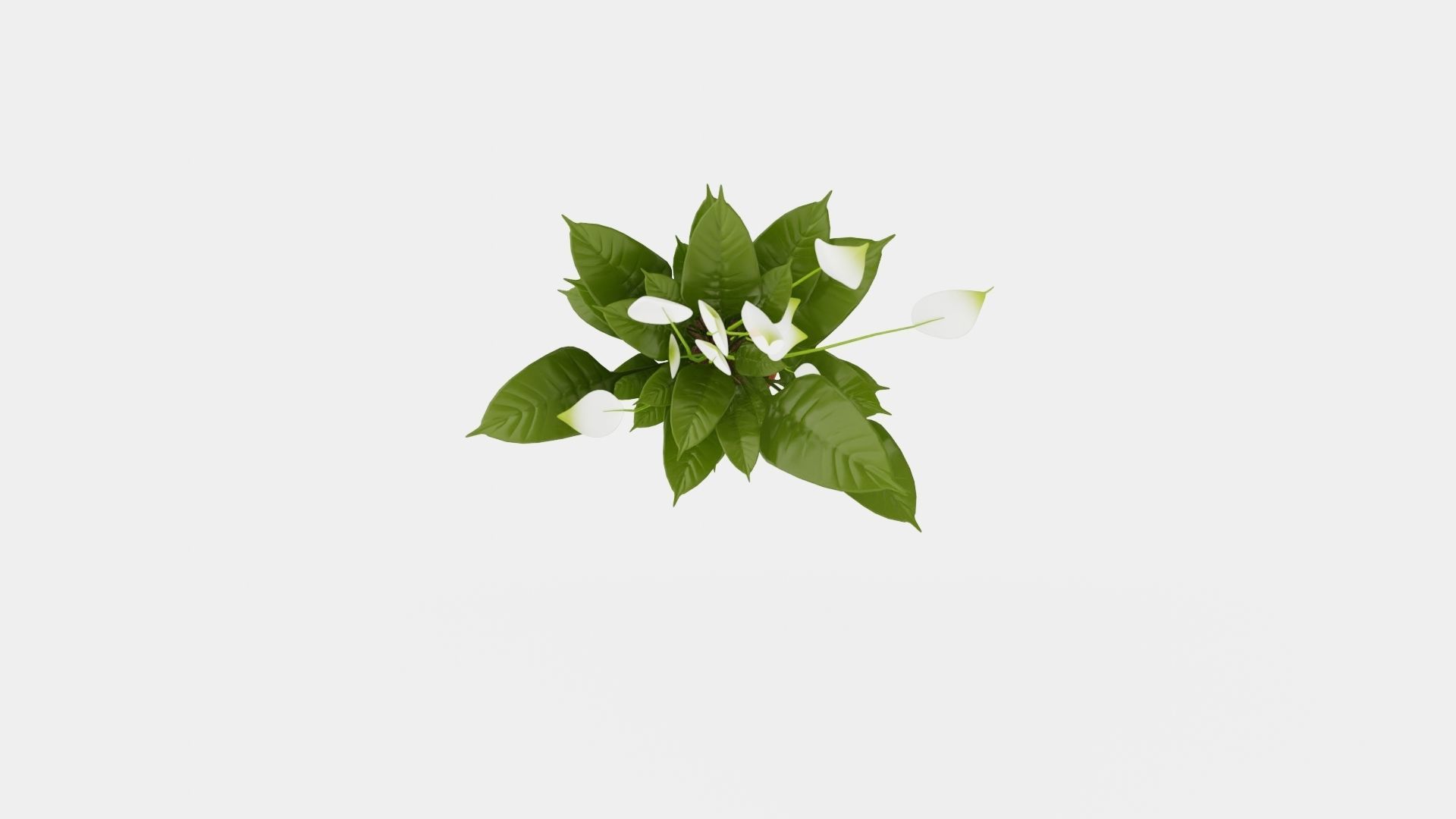 Spathiphyllum Verdi Low-poly 3D model_5